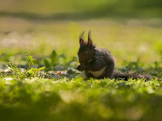 Squirrel on the Ground