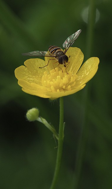 Marmalade Hoverfly Woodwalton Marsh