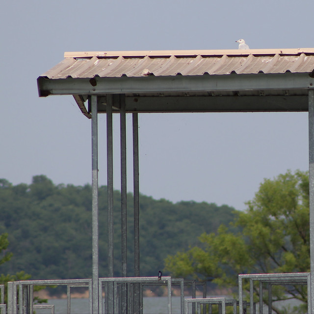 Gull on the roof | Clinton Lake | June 2, 2019