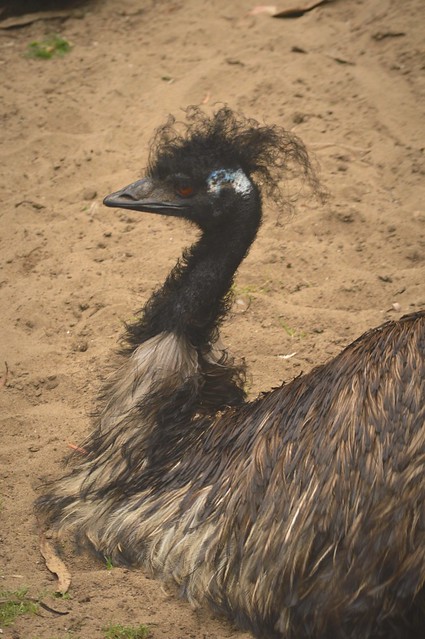 Emu in the Sand