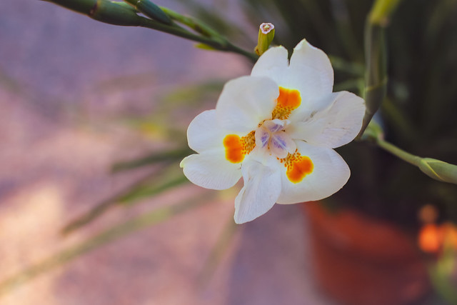 Flower of an African Iris
