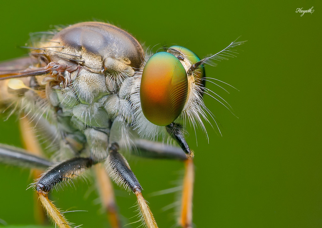 Robberfly close-up