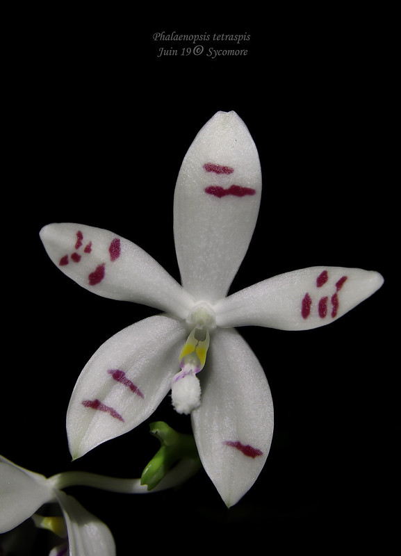 Phalaenopsis tetraspis 47992305202_f6287016d6_c