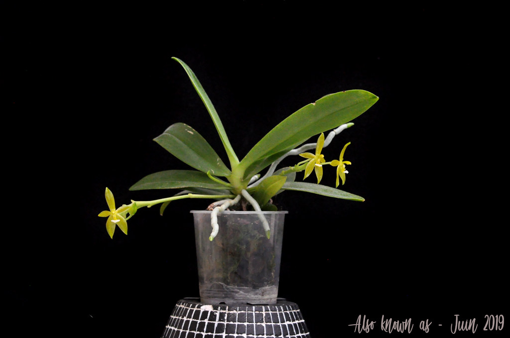 Phalaenopsis cornu-cervi f. flava 47992809953_c9a96daf53_b