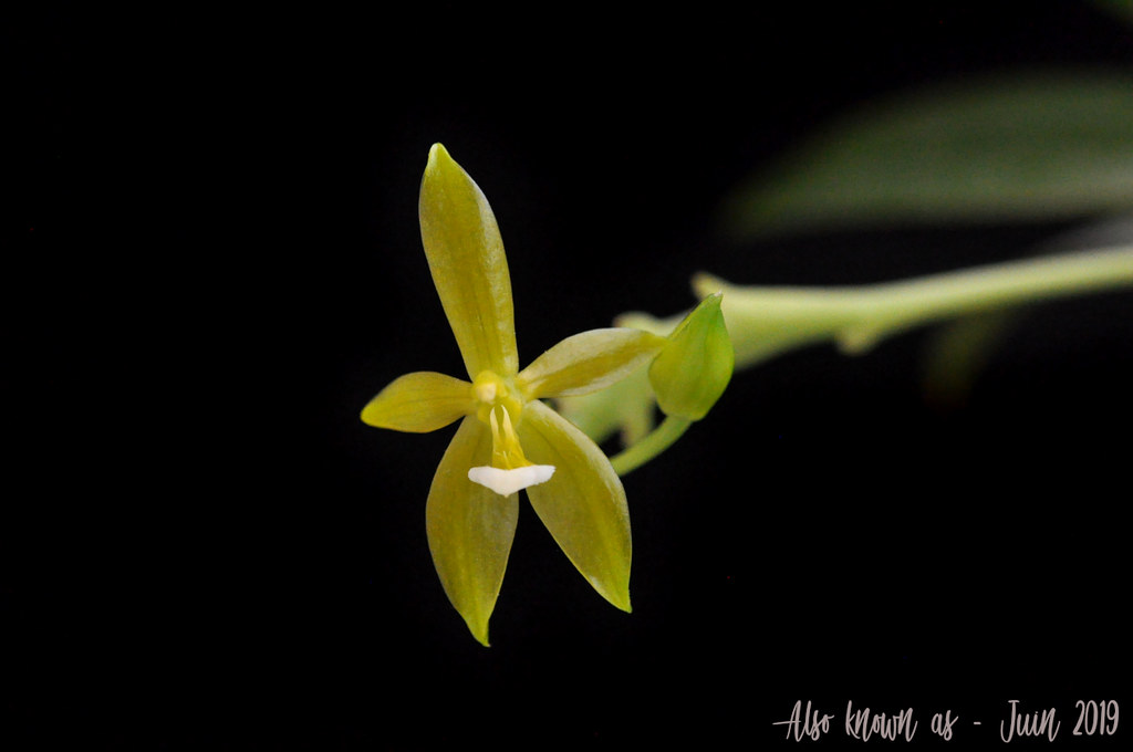 Phalaenopsis cornu-cervi f. flava 47992809988_04e920c603_b