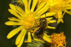 Solitary bee (Megachile centuncularis?)