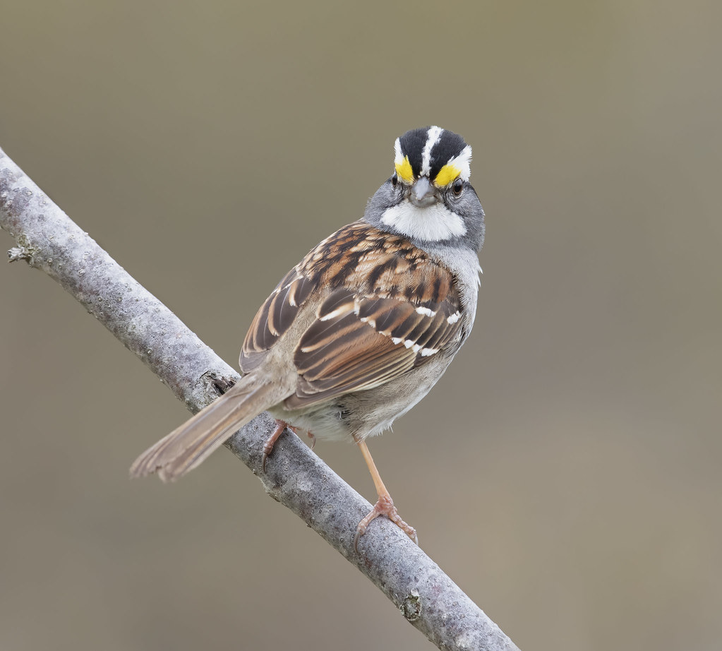 White troated Sparrow