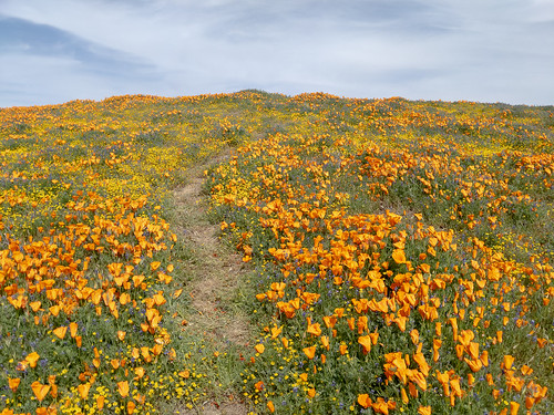 california unitedstatesofamerica lancaster ca poppies wildflowers antelopevalley californiapoppy carrizoplain vasquezrocks