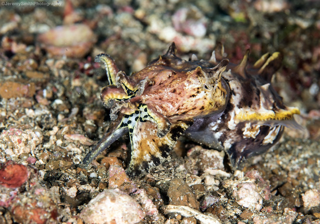 Flamboyant Cuttlefish, Metasepia pfefferi, Lembeh, Indonesia