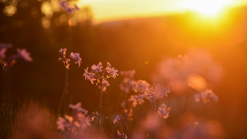 madrid valdebebas parqueforestaldevaldebebas amanecer sunrise flores flowers violet nature naturaleza nikon nikond5200