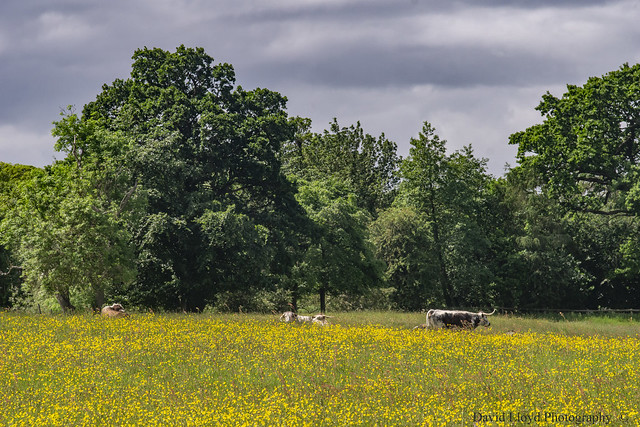 Buttercups and Longhorns.