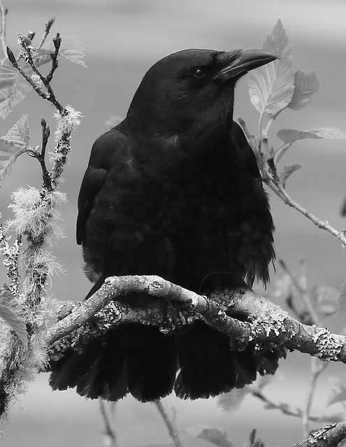Canada - Corneja Crow
