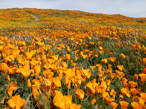 california ca unitedstatesofamerica poppies lancaster wildflowers antelopevalley californiapoppy carrizoplain vasquezrocks