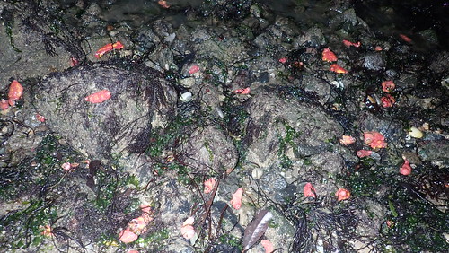 Pink warty sea cucumber (Cercodemas anceps)
