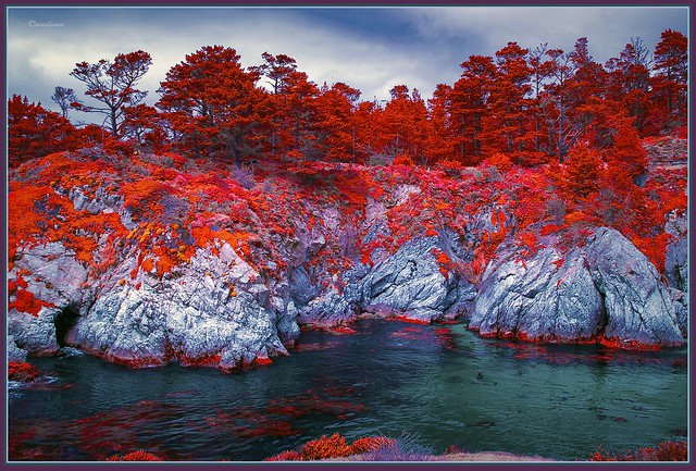 925. Point Lobos 24