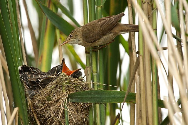 Common Cuckoo (juv)