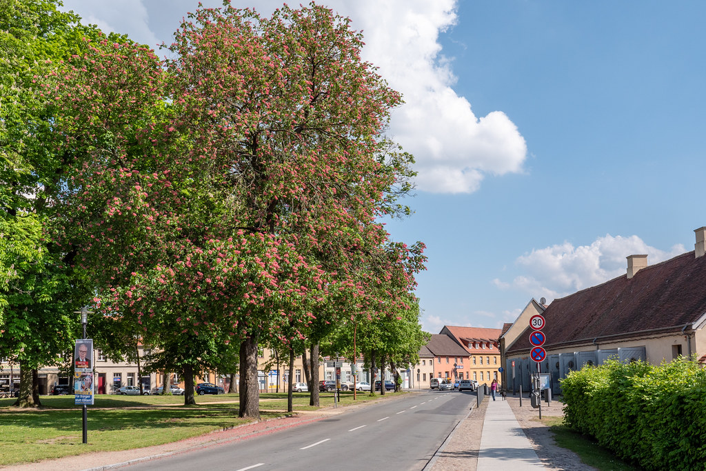 Rheinsberg: Kastanien blühen auf dem Markt - Flowering horse chestnut trees on the Market Square
