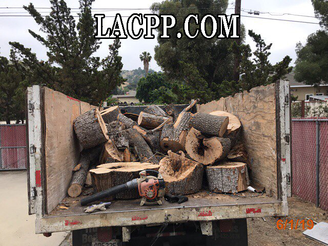 dead tree removal cost los angeles-1
