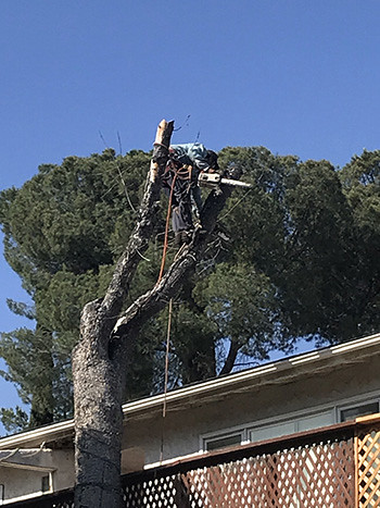 remove dead tree over house los angeles