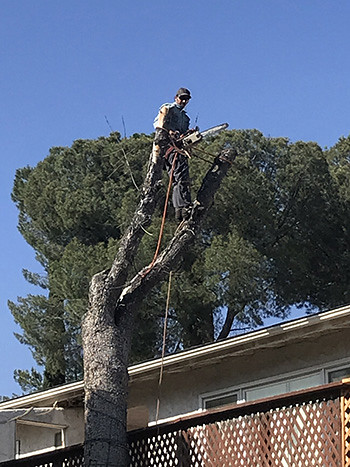 removing a dead tree  los angeles