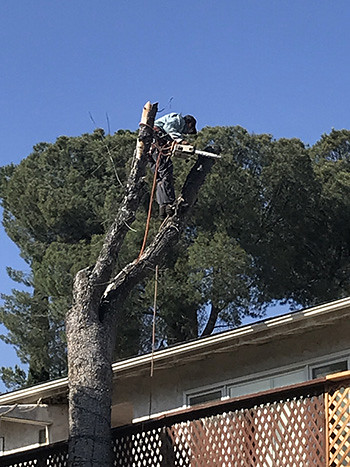 tree removal services  los angeles