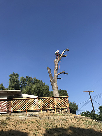 falling tree removal los angeles