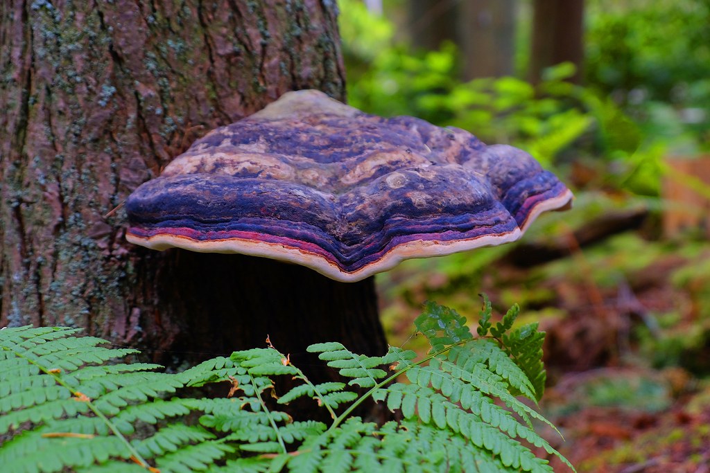Artist's Conk fungus (Ganoderma Applanatum) | Geoff Smith | Flickr