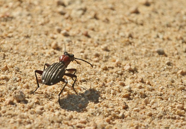 Ten spotted Ground Beetle - Namaqualand