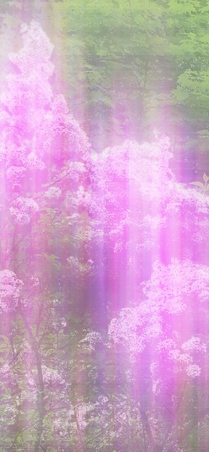 LilacScent - June2019iPhone XR