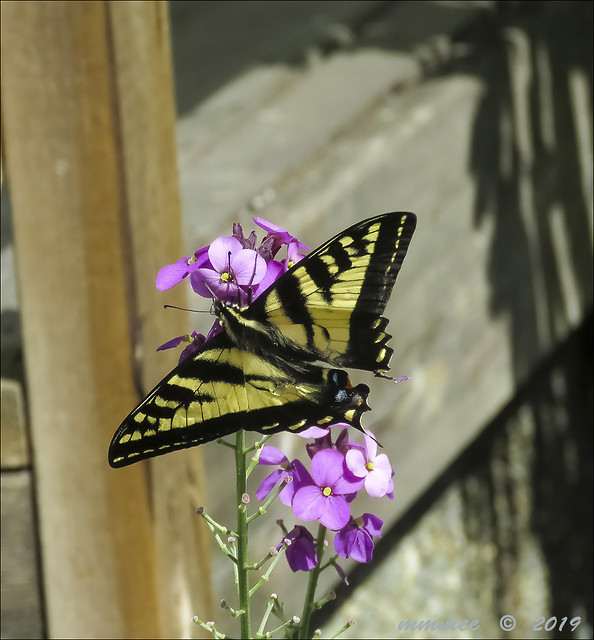 Swallowtail on wallflower