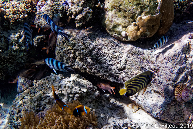 Reef fish at the Le Meriden Turtle Center on Bora Bora, 2019-05-21