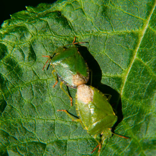 Common green shieldbugs mating
