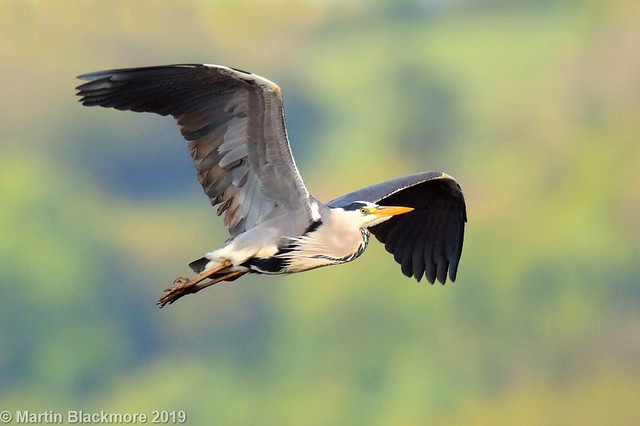 Grey Heron in flight I38245