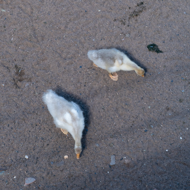 Goslings, Severn beach, Bridgnorth