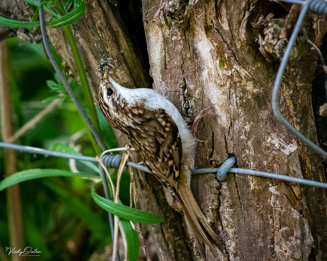 🇬🇧 Tree creeper with lots of insects in its beak