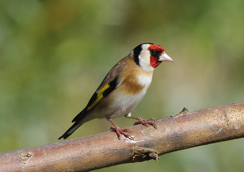welneywashes wwt wild wildlife nature bird goldfinch cardueliscarduelis