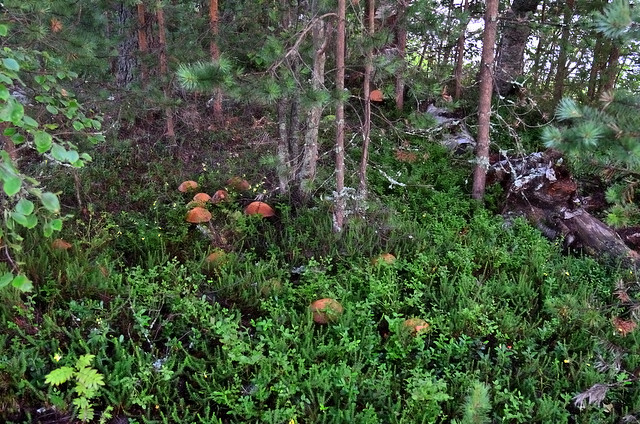 Aspen mushrooms on the island of Kotsaari in Marialahti Bay.