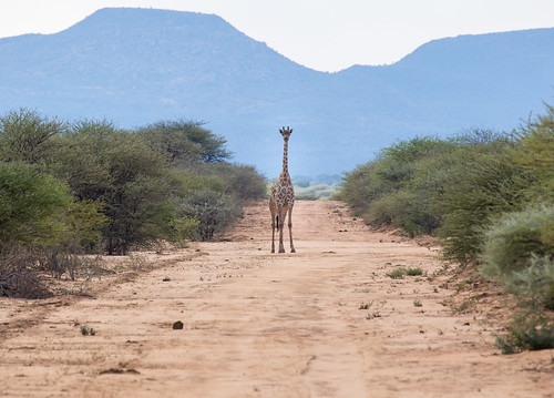 giraffe namibia road weg erindi woestijn afrika africa wildlife wil