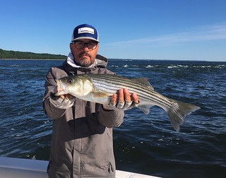 Eric Packard jigged up this nice striped bass at the Calvert Cliff Power Plant discharge.