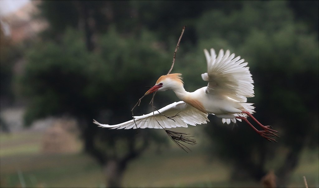 Cattle Egret      (Bubulcus ibis)