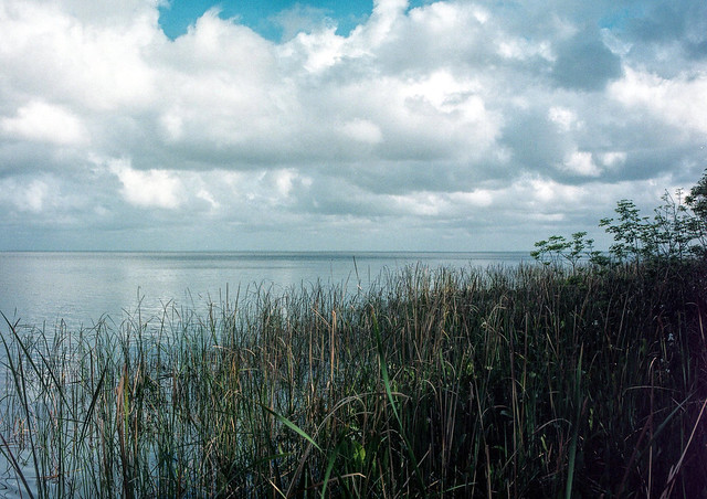 Lake Apopka south shore