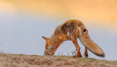 bentveld noordholland nederland awd amsterdamsewaterleidingduinen fox sunset cffaa