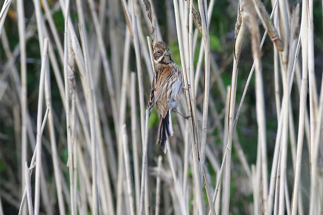 Reed Bunting in the reeds