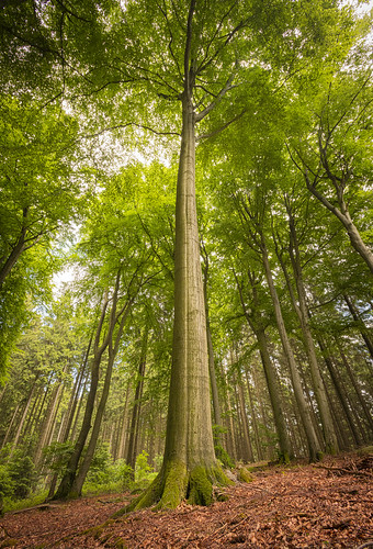 forest forestry wood woodland tree trees nikon d850 landscape canopy outdoors trek trekking travel travelling germany german