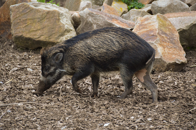 Visayan Warty Pig (Sus cebifrons)