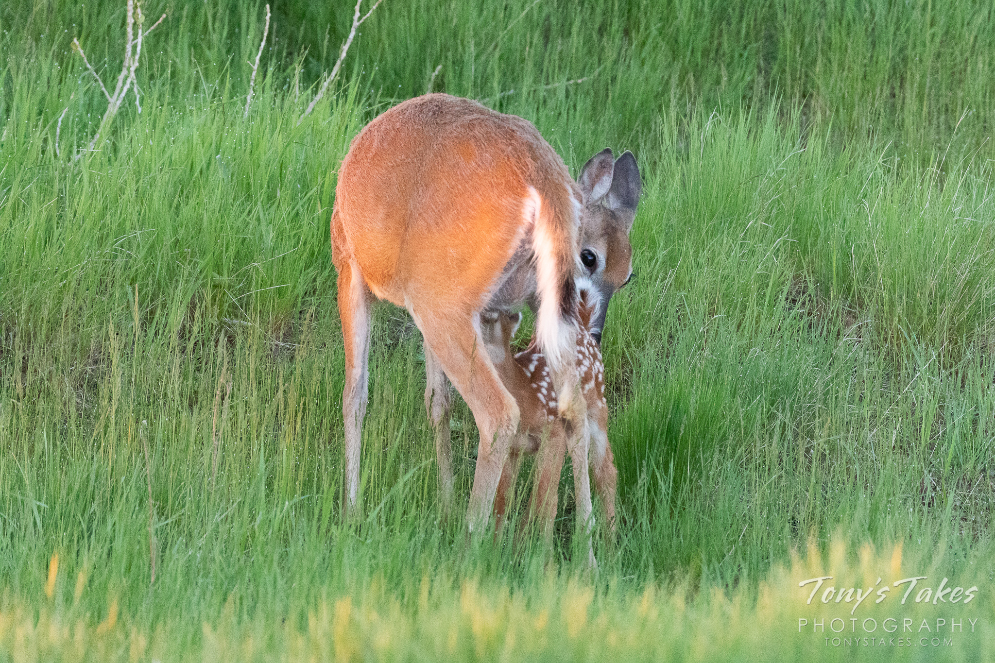 White-tailed deer fawn makes its photographic debut