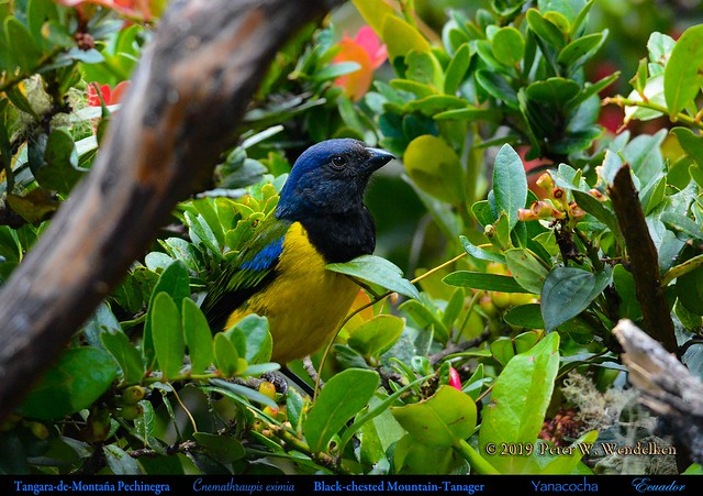BLACK-CHESTED MOUNTAIN-TANAGER Cnemathraupis eximia among Leaves at the Yanacocha Reserve in ECUADOR. Mountain-Tanager Photo by Peter Wendelken.