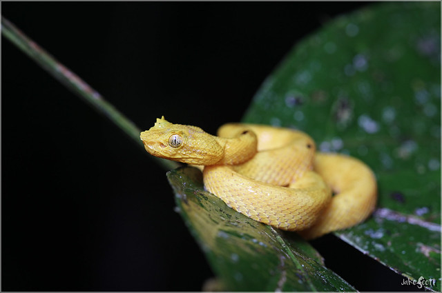 Central American Eyelash Viper (Bothriechis nigroadspersus)