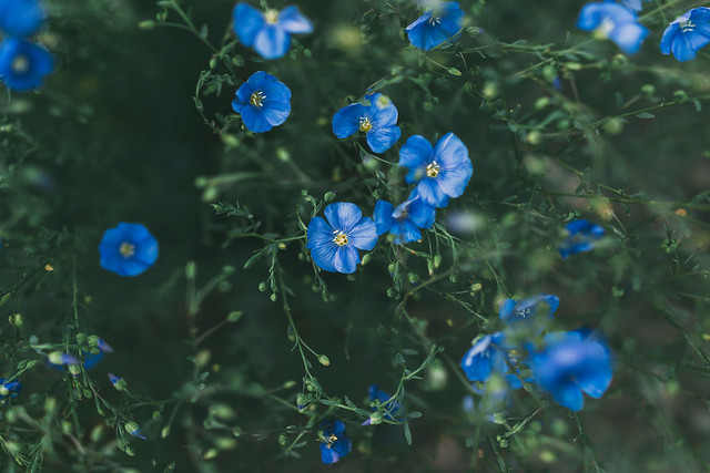 Blue Flax flowers