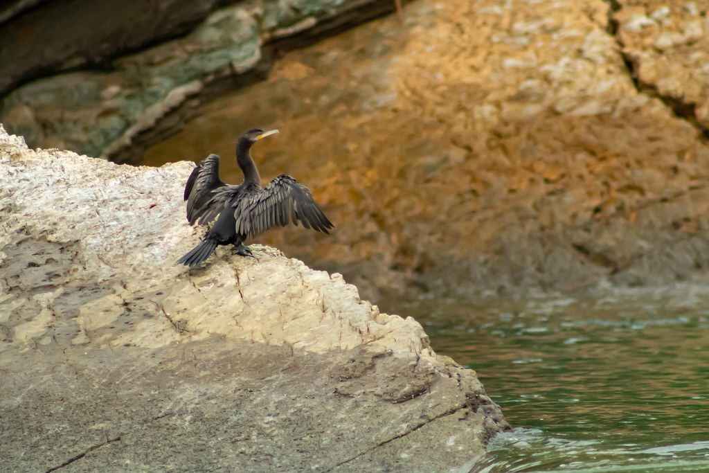 Neotropic Cormorant Continues to dry out
